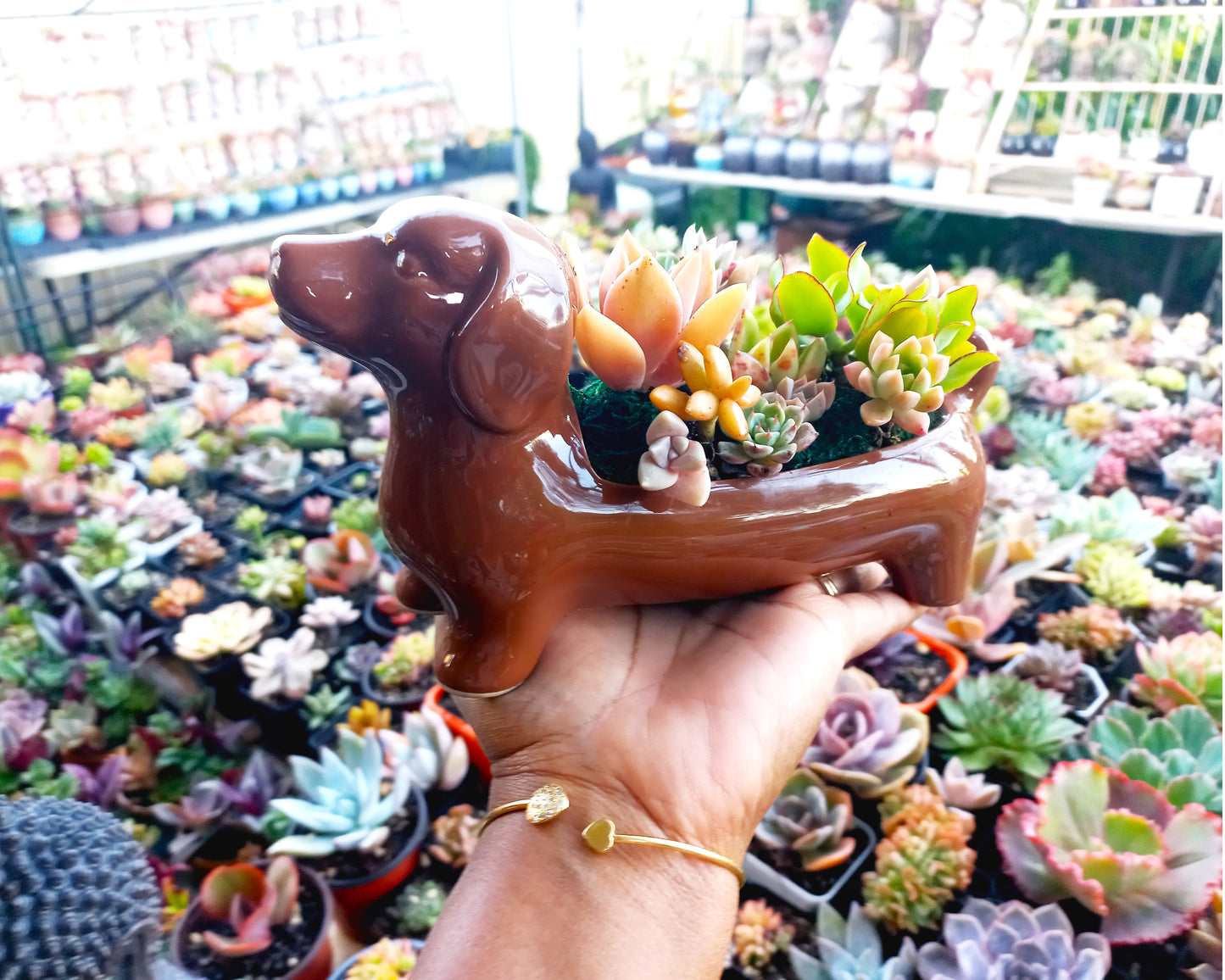 Brown Dachshund Dog Succulent pot - For Pet lovers❤️