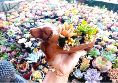 Brown Dachshund Dog Succulent pot - For Pet lovers❤️