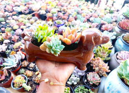 Brown Dachshund Dog Succulent pot - For Pet lovers❤️