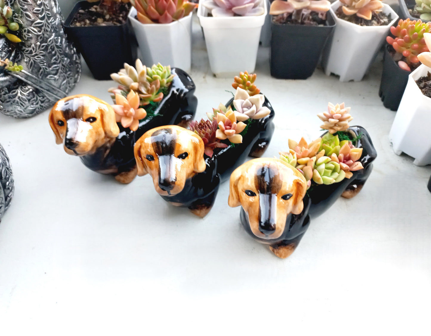 Mini Brown Dachshund Dog Succulent pot - For Pet lovers❤️