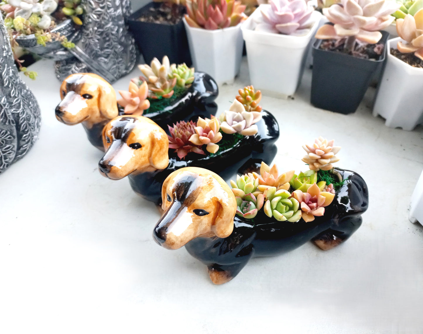 Mini Brown Dachshund Dog Succulent pot - For Pet lovers❤️