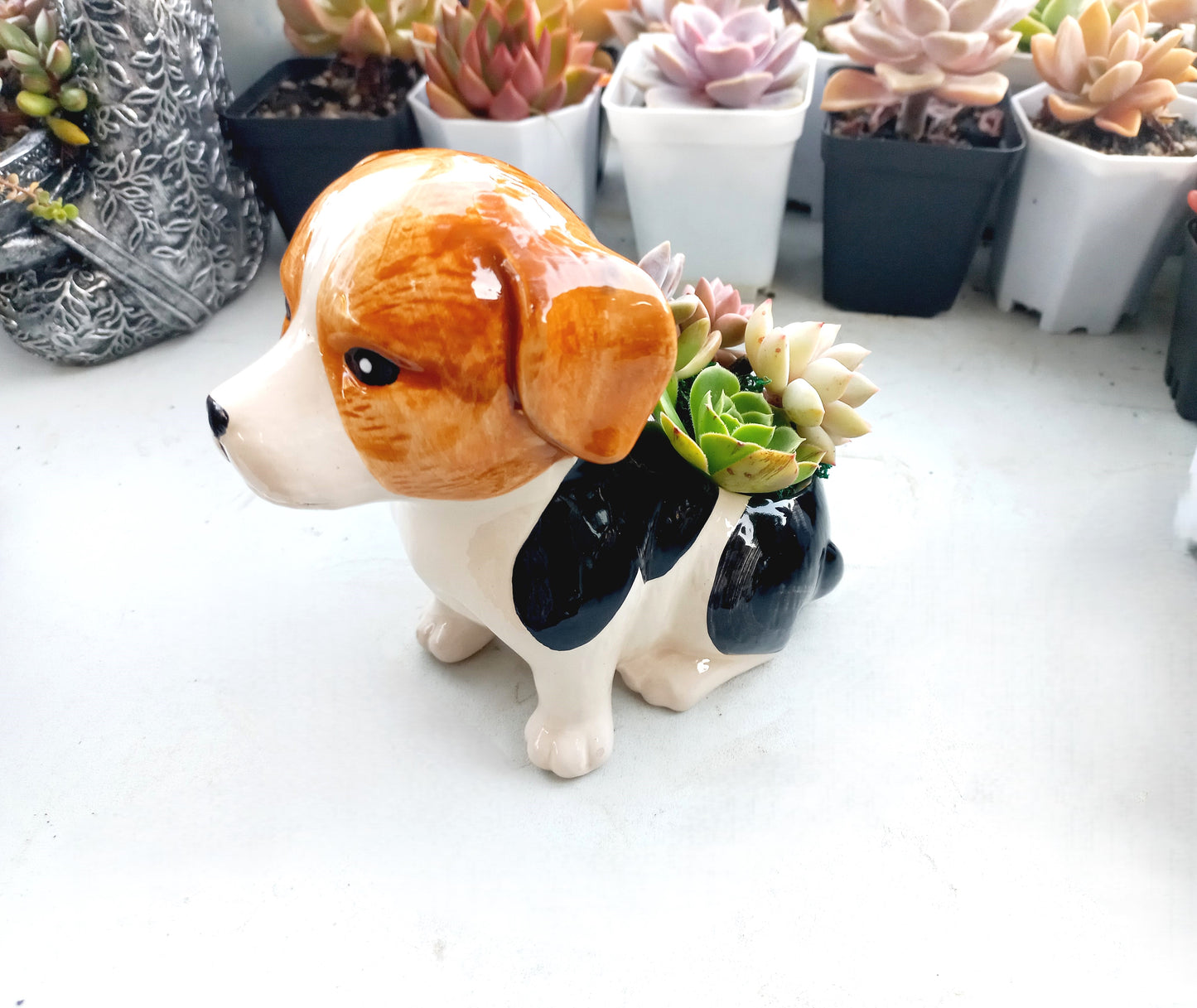 Beagle Dog Succulent pot - For Pet lovers❤️