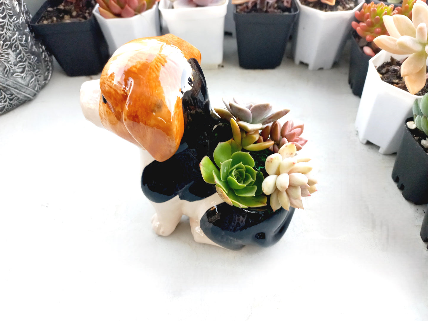 Beagle Dog Succulent pot - For Pet lovers❤️