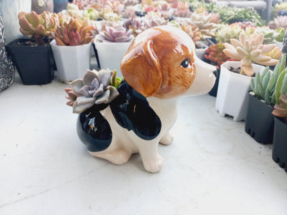 Beagle Dog Succulent pot - For Pet lovers❤️