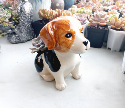 Beagle Dog Succulent pot - For Pet lovers❤️