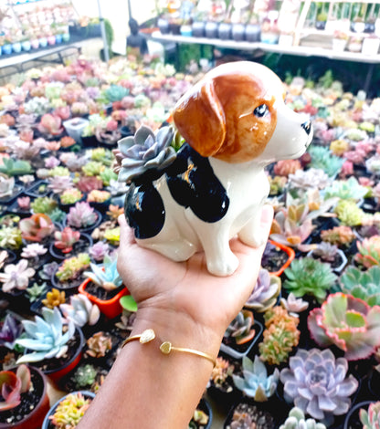 Beagle Dog Succulent pot - For Pet lovers❤️