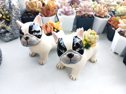 FRENCH Bull dog Succulent pot - For Pet lovers❤️