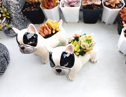 FRENCH Bull dog Succulent pot - For Pet lovers❤️