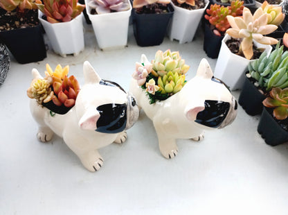 FRENCH Bull dog Succulent pot - For Pet lovers❤️