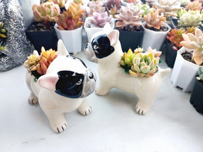 FRENCH Bull dog Succulent pot - For Pet lovers❤️