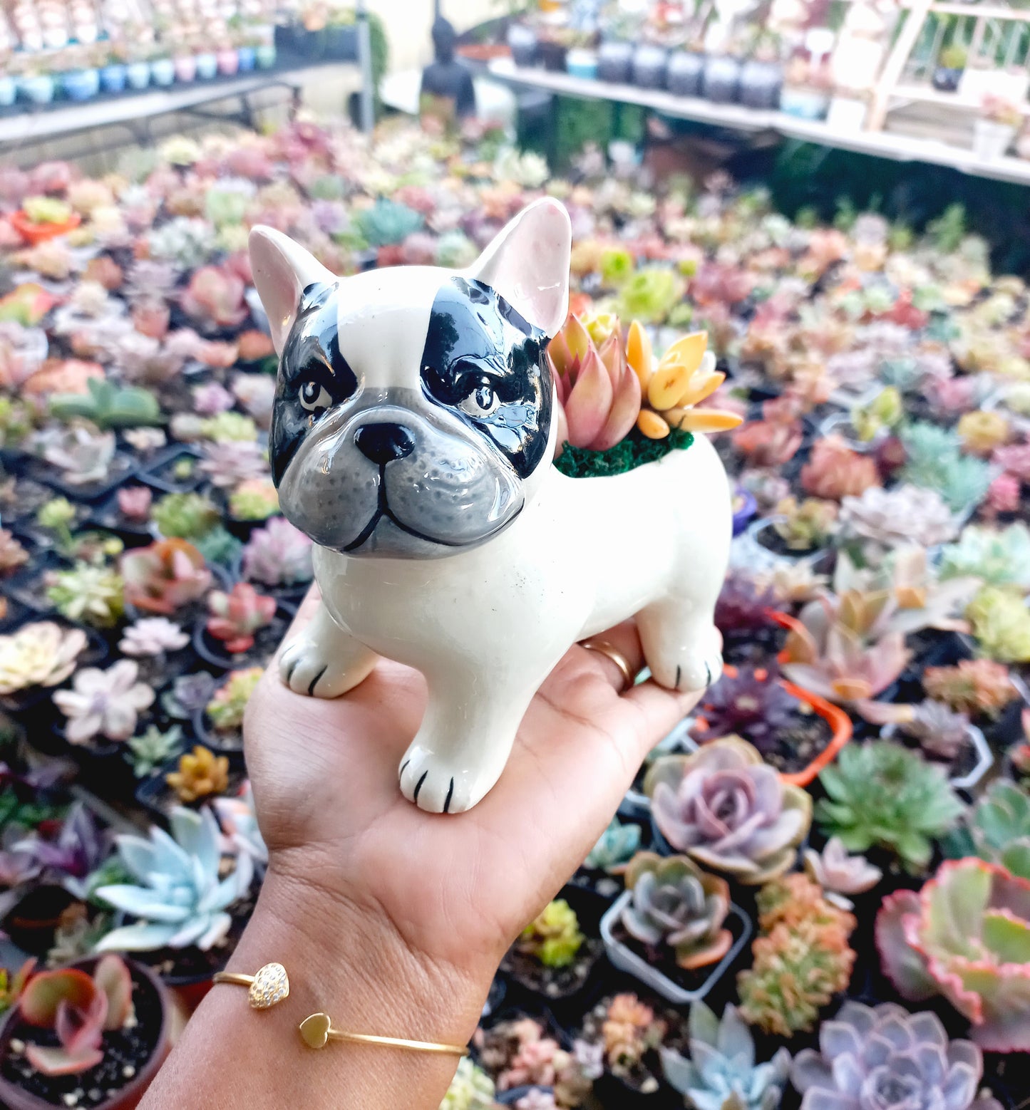 FRENCH Bull dog Succulent pot - For Pet lovers❤️