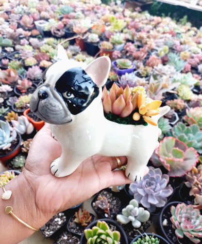 FRENCH Bull dog Succulent pot - For Pet lovers❤️