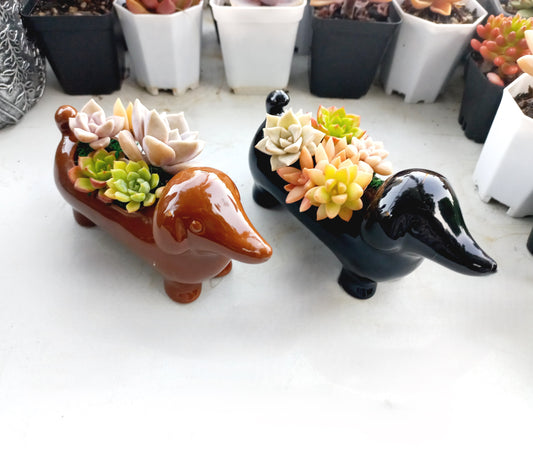 Mini Brown Dachshund Dog Succulent pot - For Pet lovers❤️