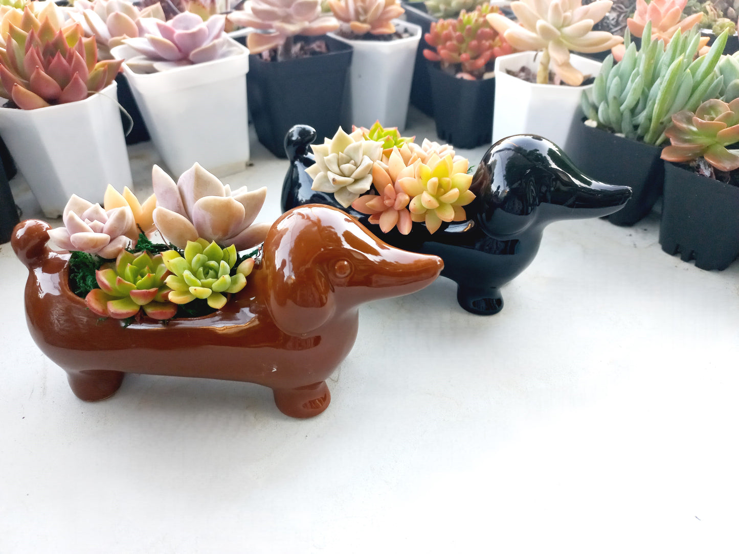 Mini Brown Dachshund Dog Succulent pot - For Pet lovers❤️