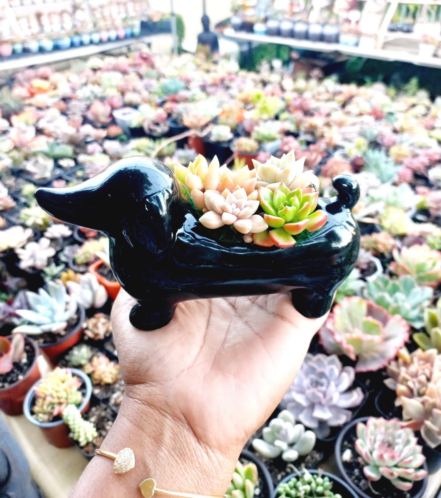 Mini Brown Dachshund Dog Succulent pot - For Pet lovers❤️