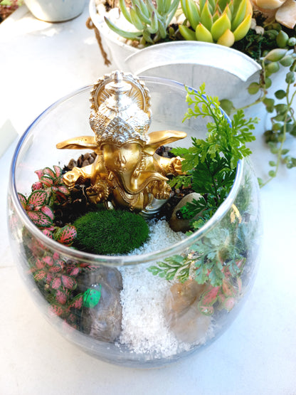 Ganesha's prosperity Terrarium