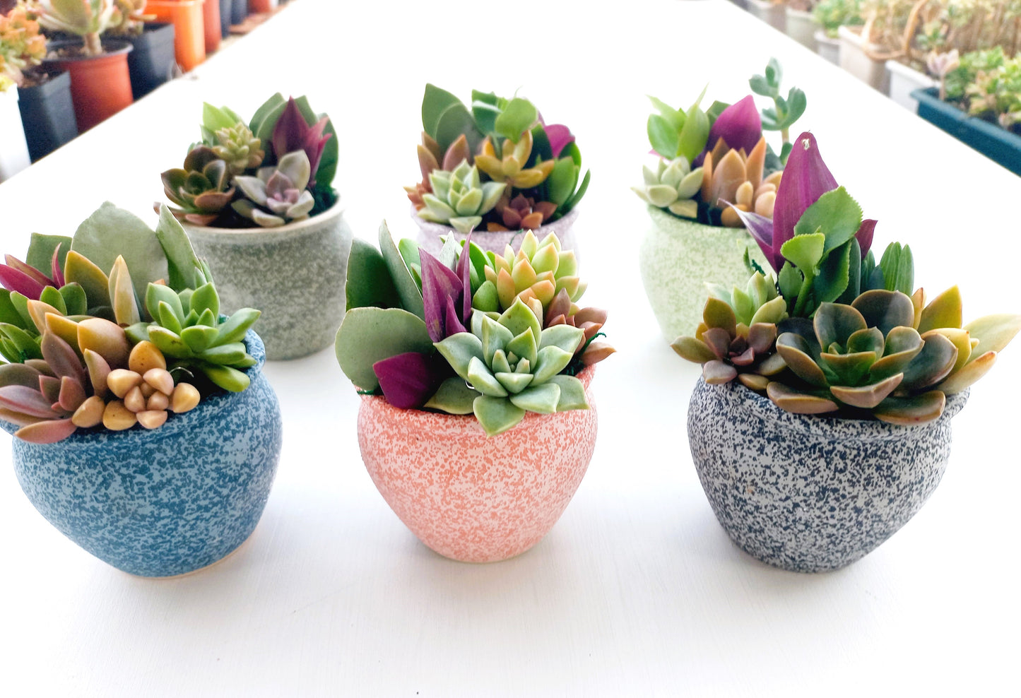 Succulent Baskets (Burgundy)