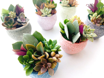 Succulent Baskets (Burgundy)