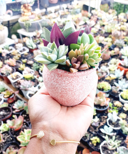 Succulent Baskets (Burgundy)