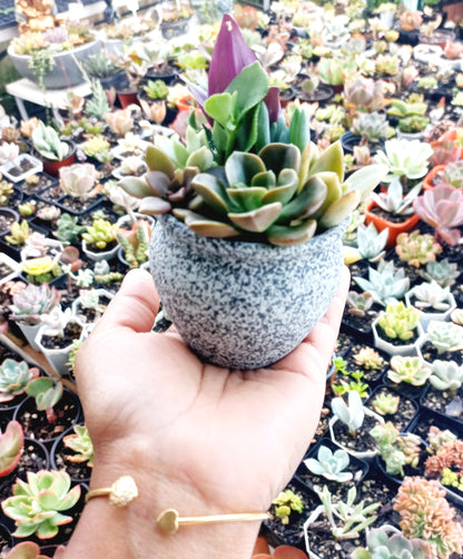 Succulent Baskets (Burgundy)