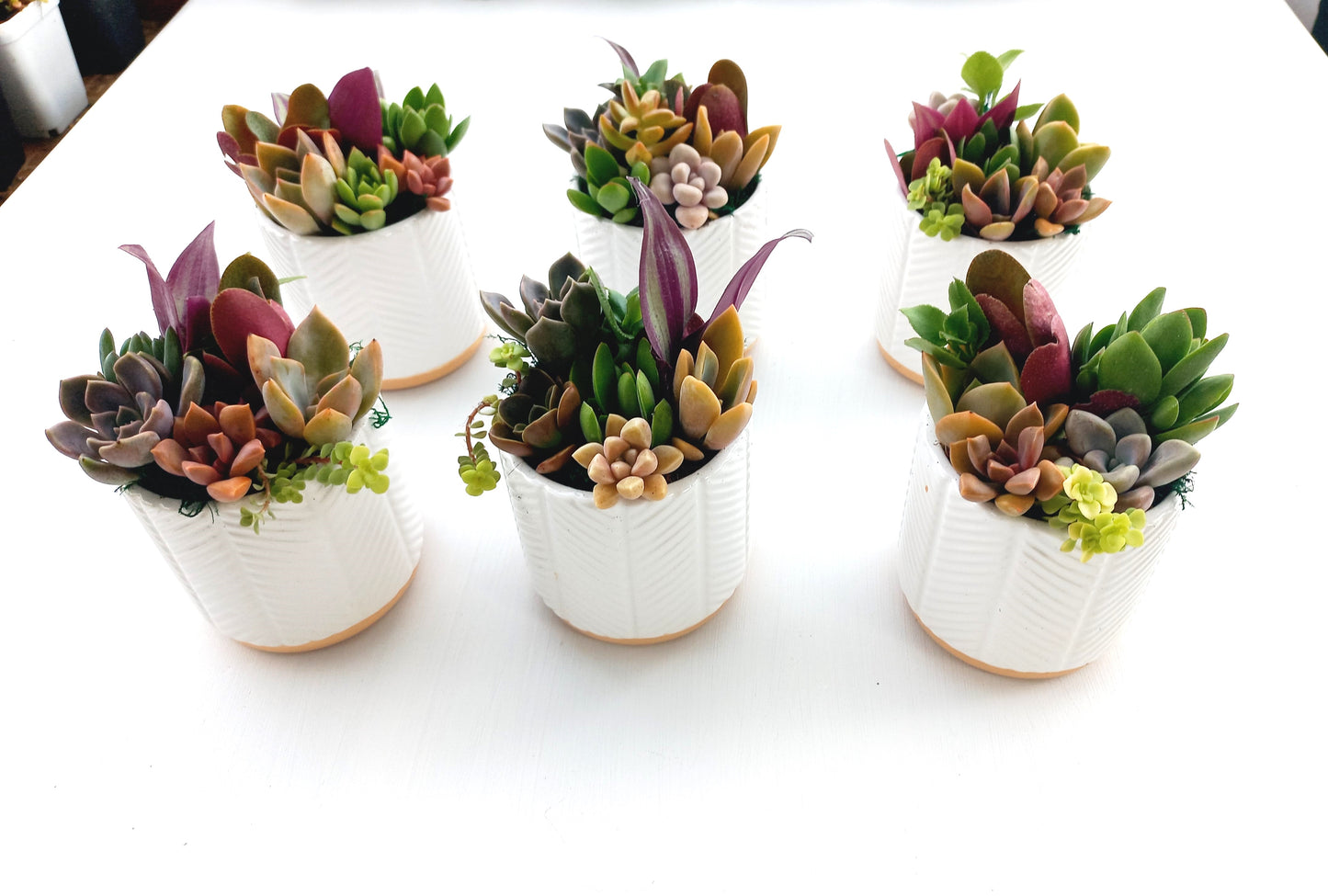 Charming white succulent pots