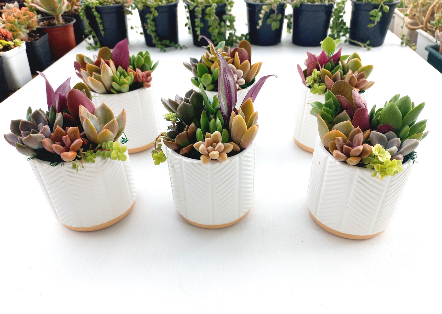 Charming white succulent pots