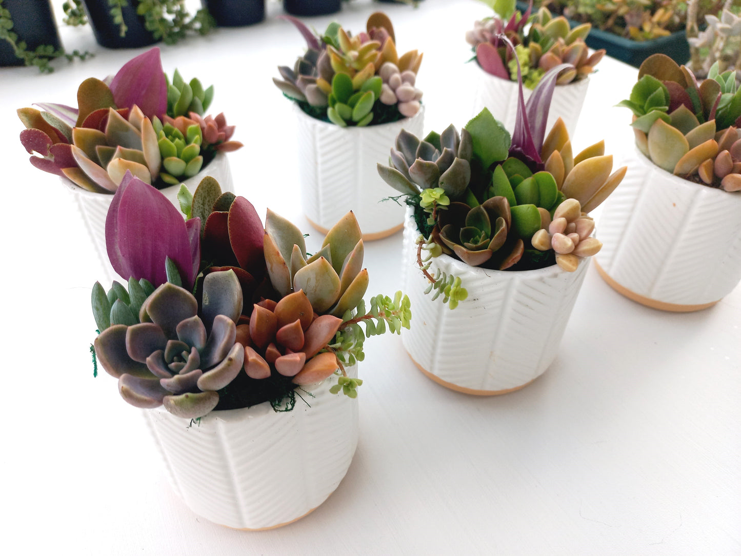 Charming white succulent pots