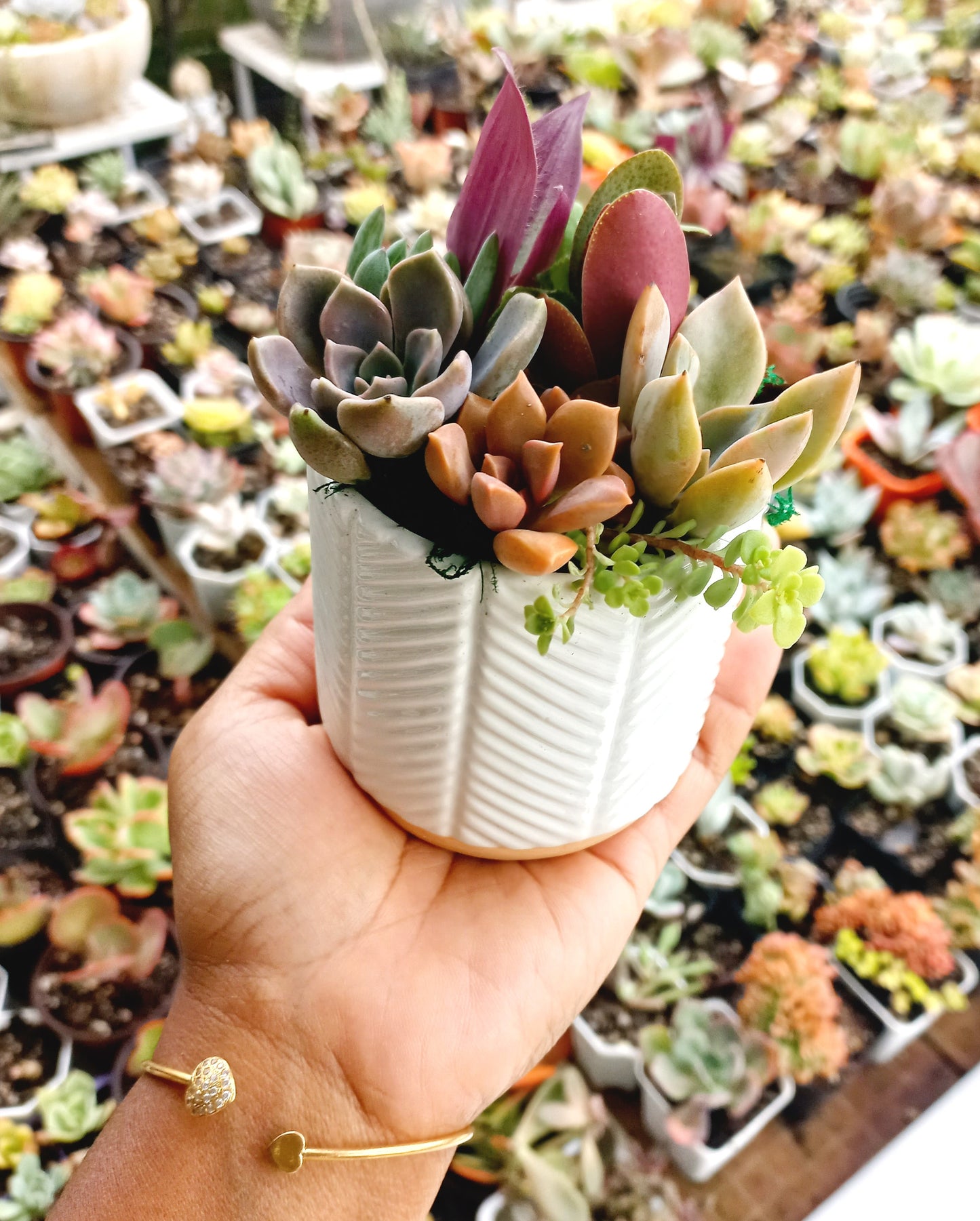 Charming white succulent pots