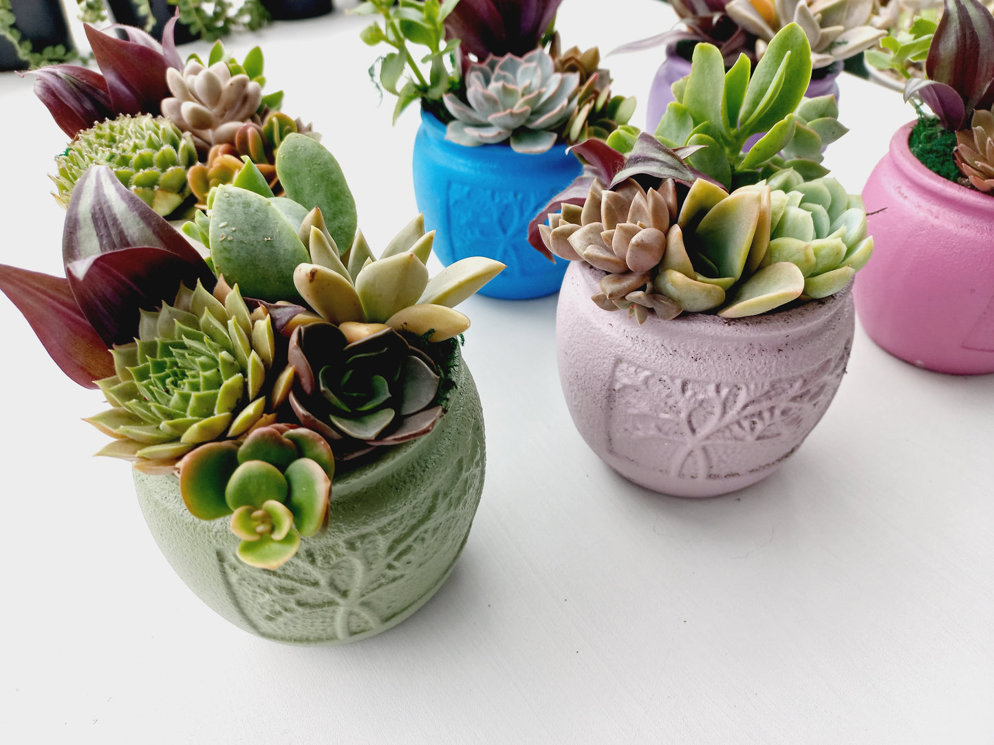 🌵Vibrant colors Succulent Pots 🌵