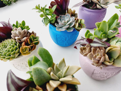 🌵Vibrant colors Succulent Pots 🌵