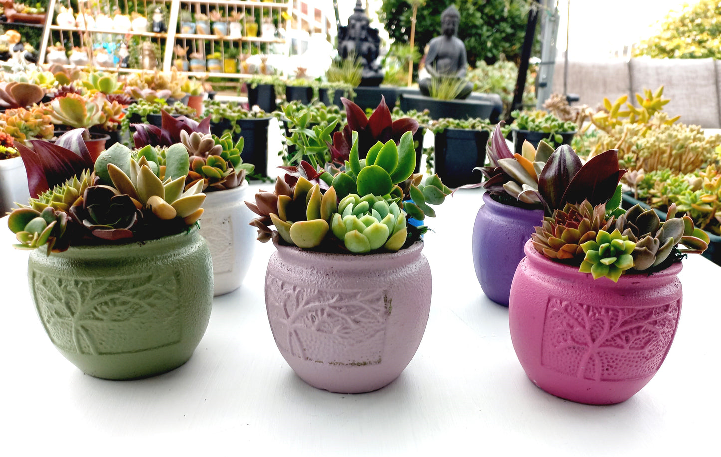 🌵Vibrant colors Succulent Pots 🌵