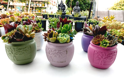 🌵Vibrant colors Succulent Pots 🌵