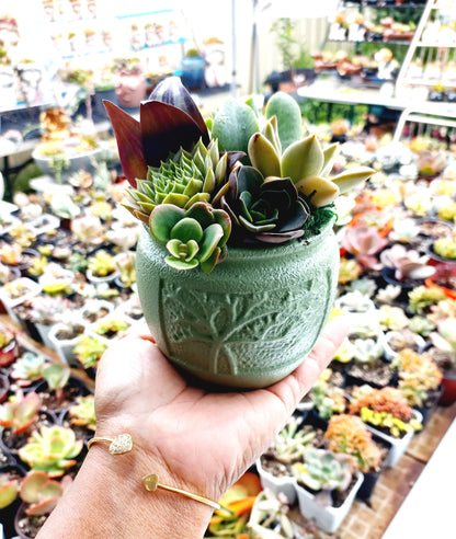 🌵Vibrant colors Succulent Pots 🌵