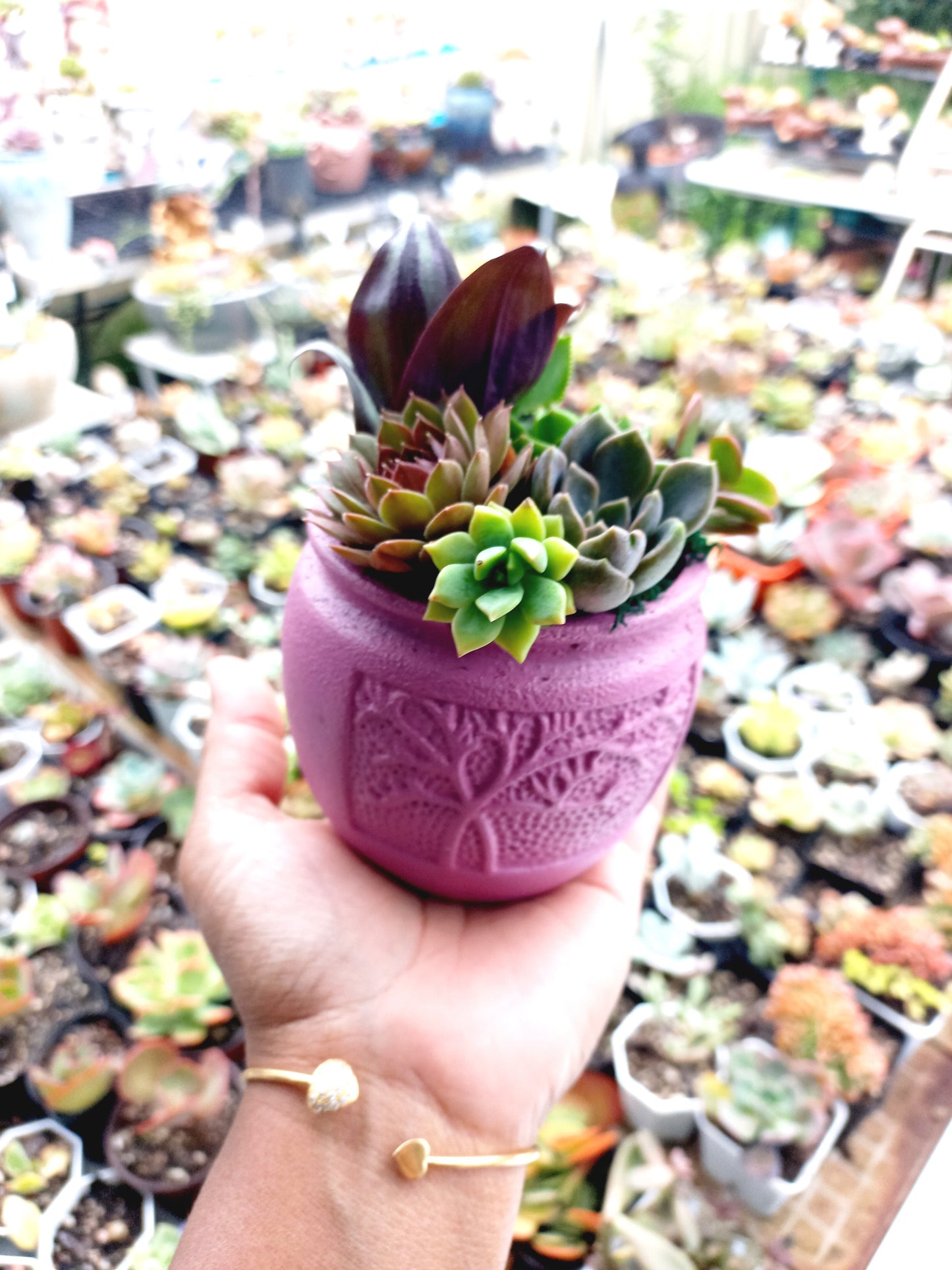 🌵Vibrant colors Succulent Pots 🌵