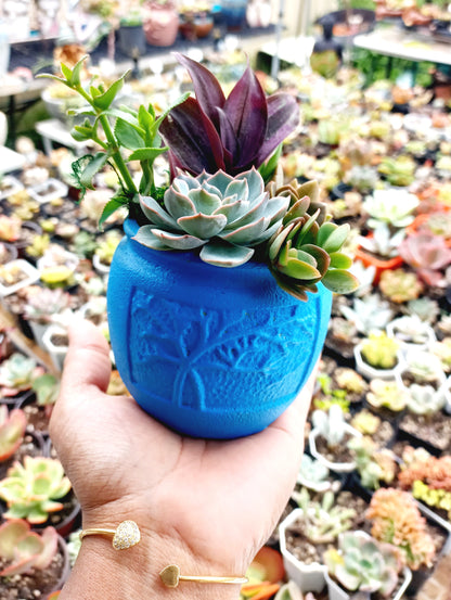 🌵Vibrant colors Succulent Pots 🌵