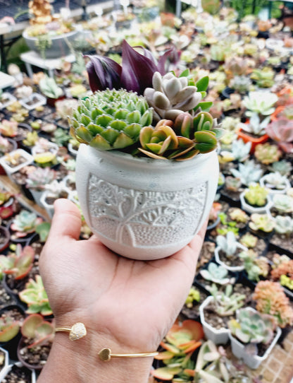 🌵Vibrant colors Succulent Pots 🌵