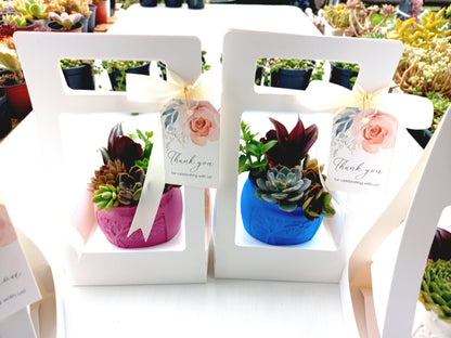 🌵Vibrant colors Succulent Pots 🌵