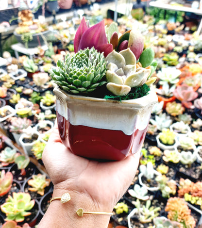 Large Square Ceramic Succulent Pots