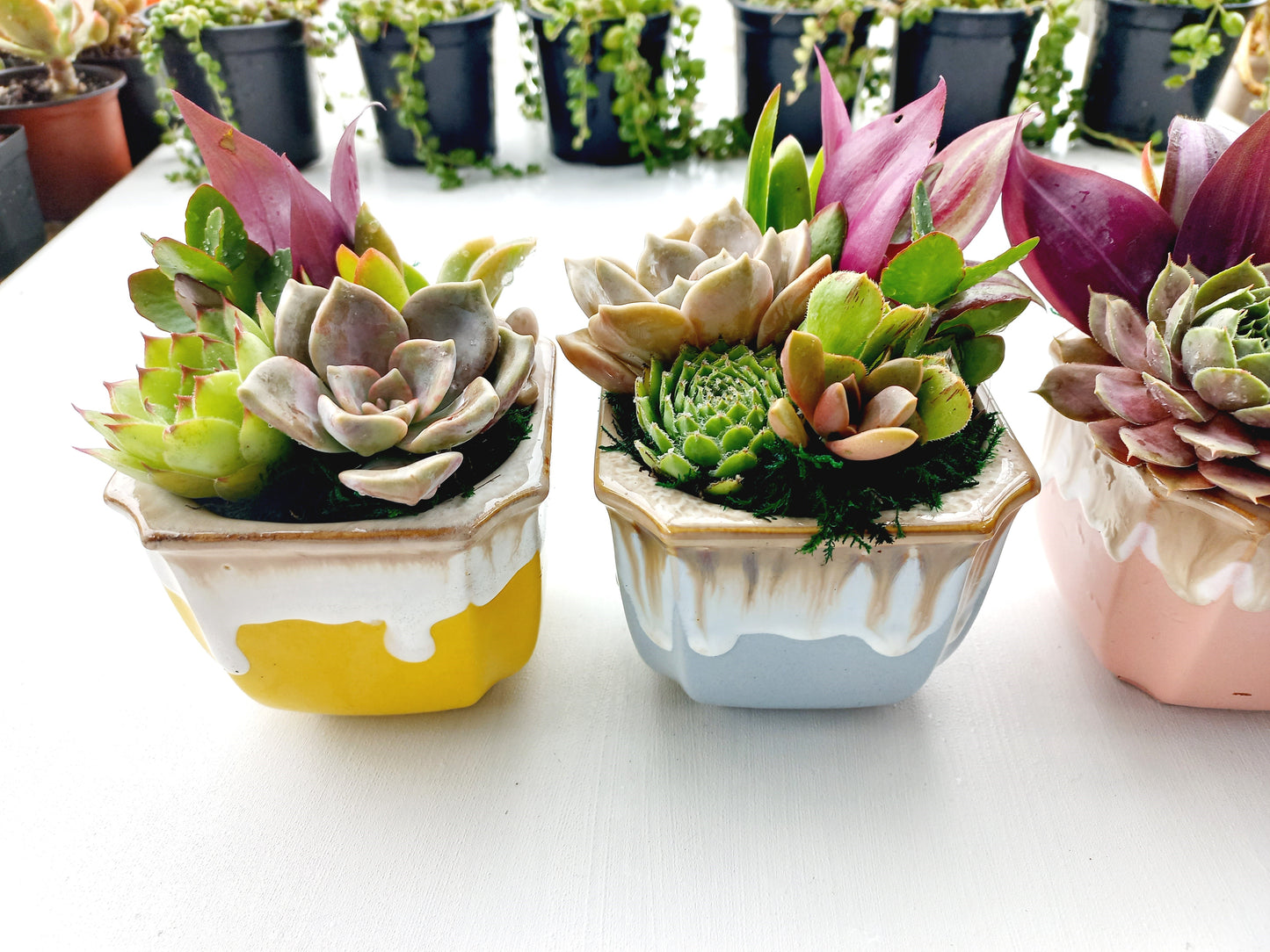 Large Square Ceramic Succulent Pots