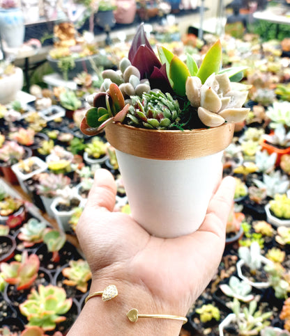 🌵White & Copper Succulent Clay Pots 🌵