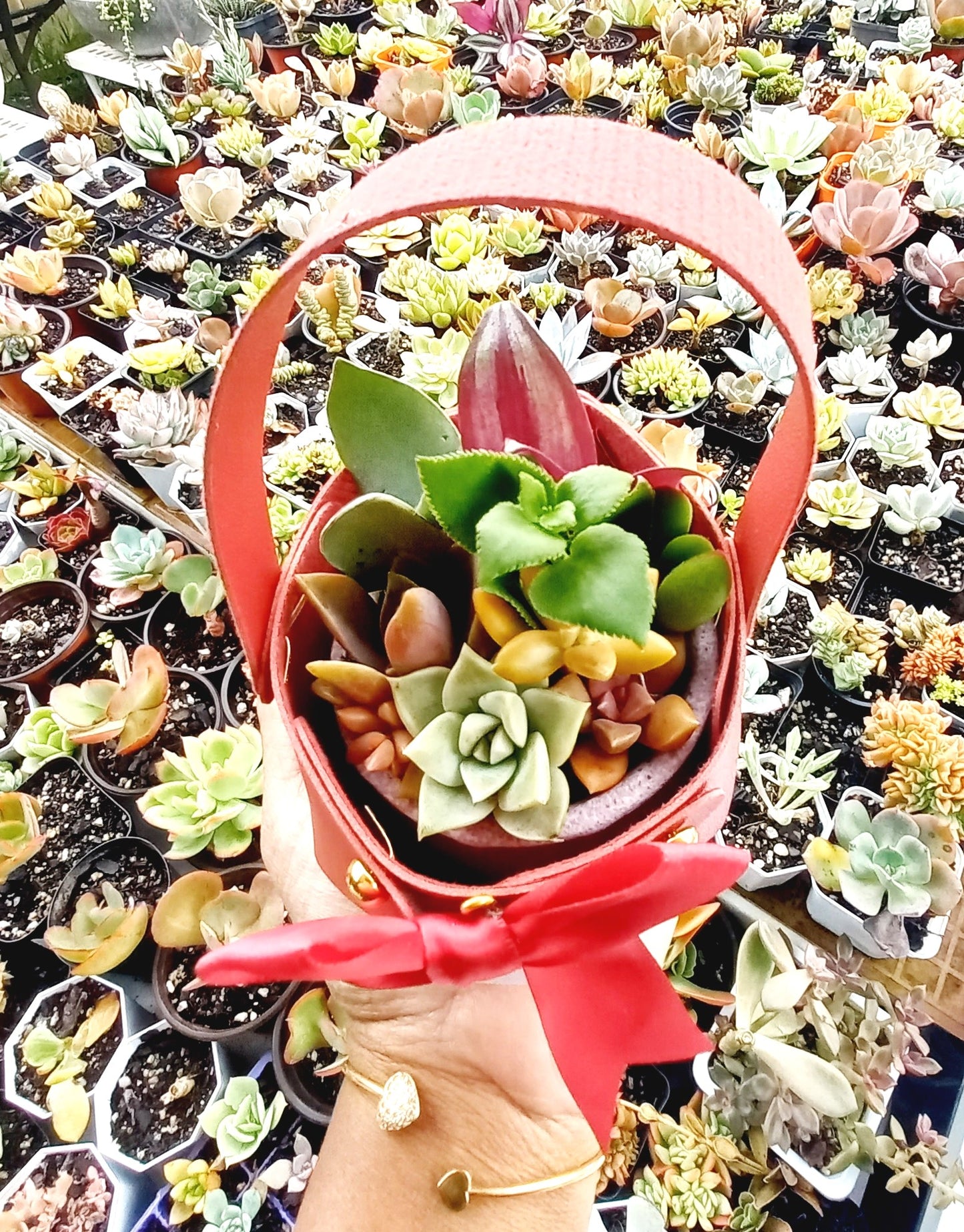 Succulent Baskets (Burgundy)