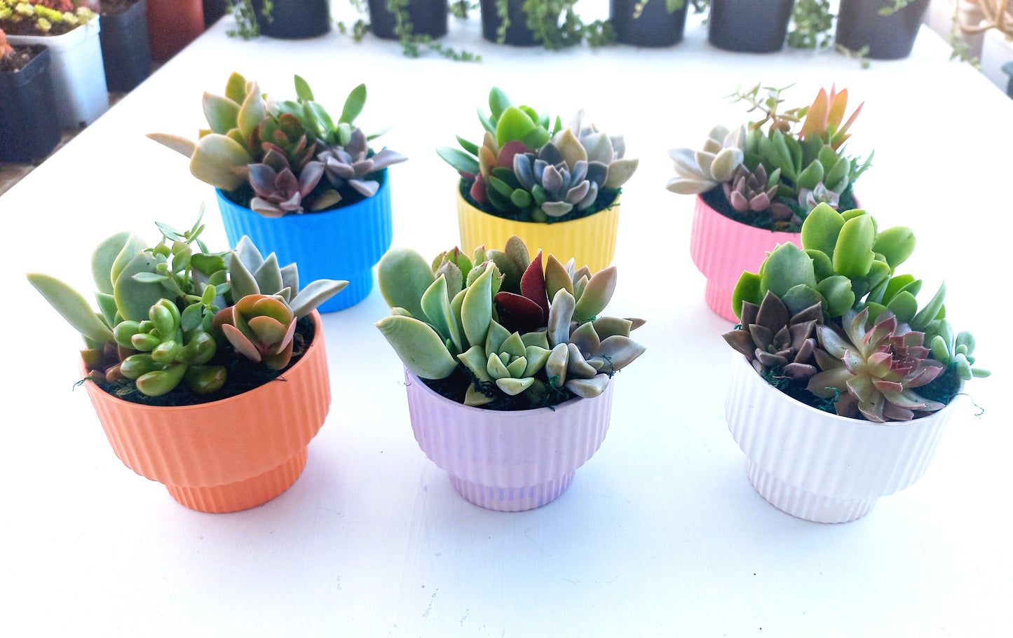 Elegant succulent pots - Perfect Return gifts for baby shower