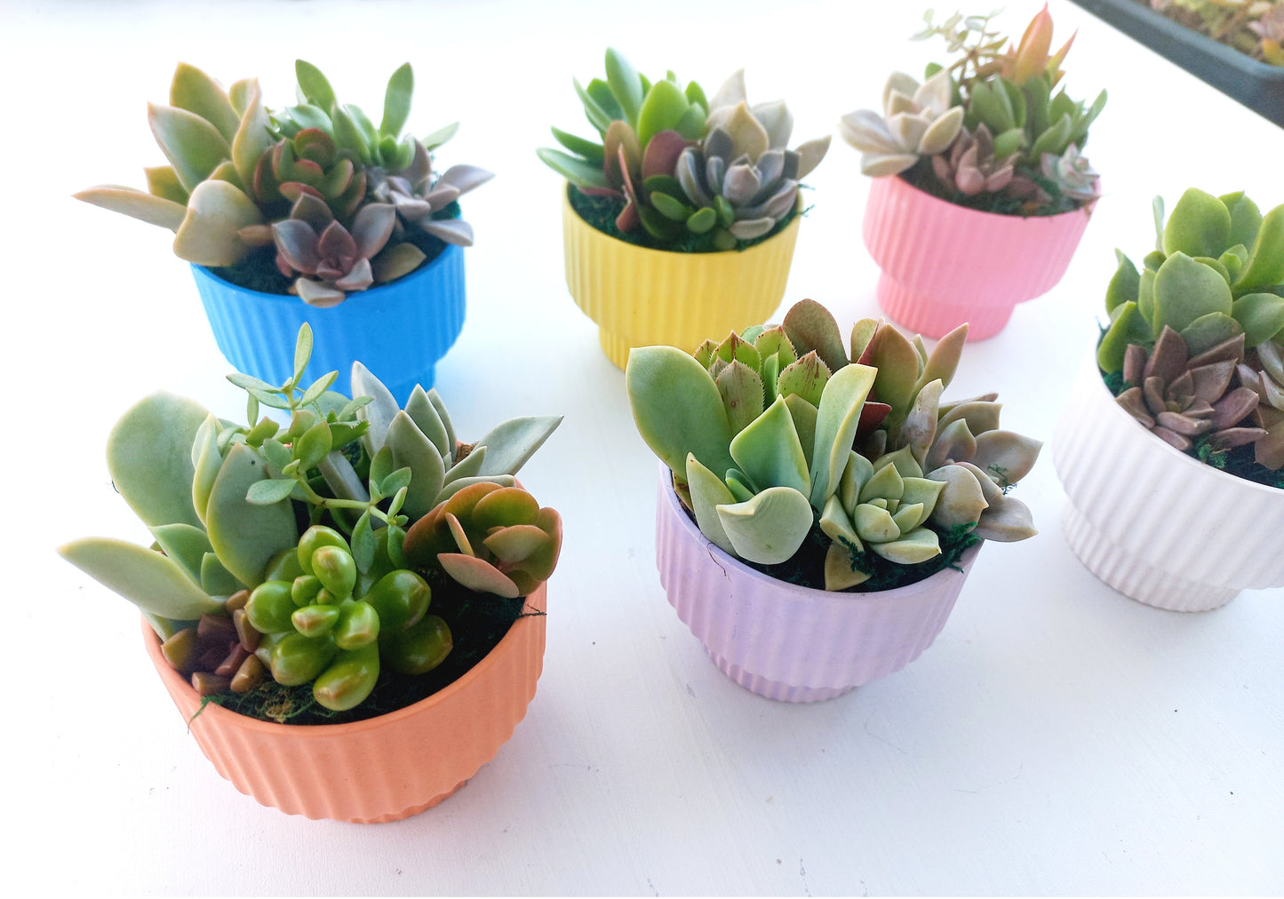 Elegant succulent pots - Perfect Return gifts for baby shower