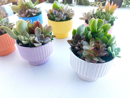 Elegant succulent pots - Perfect Return gifts for baby shower