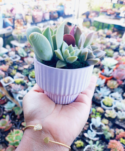 Elegant succulent pots - Perfect Return gifts for baby shower