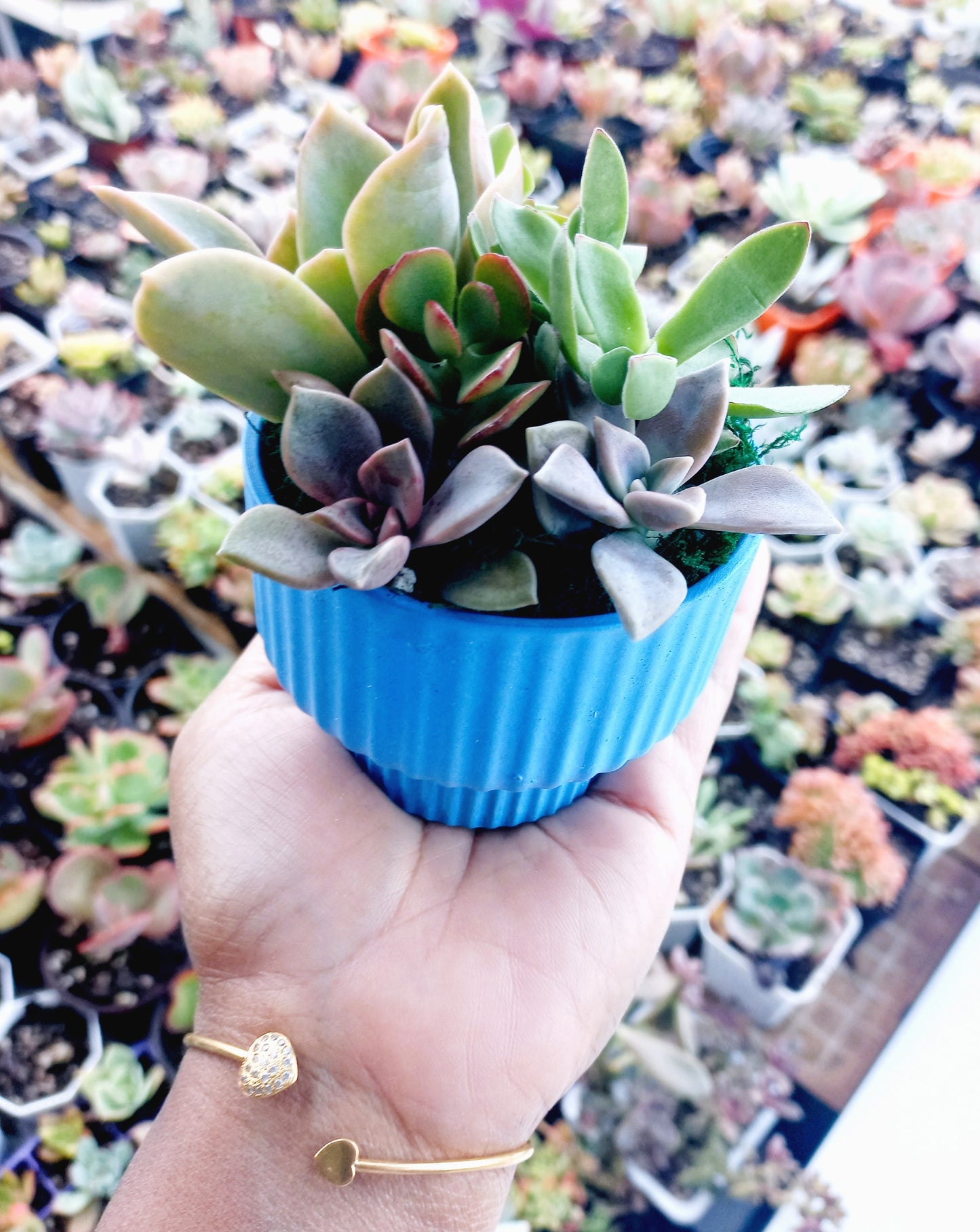 Elegant succulent pots - Perfect Return gifts for baby shower