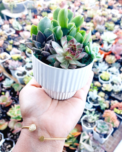 Elegant succulent pots - Perfect Return gifts for baby shower