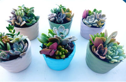 Succulent Baskets (White)