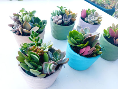 Succulent Baskets (White)