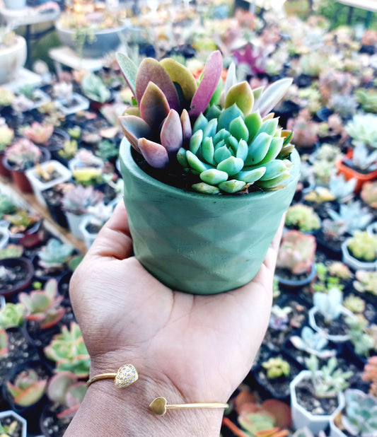 Colorful succulent pots - Perfect Return gifts